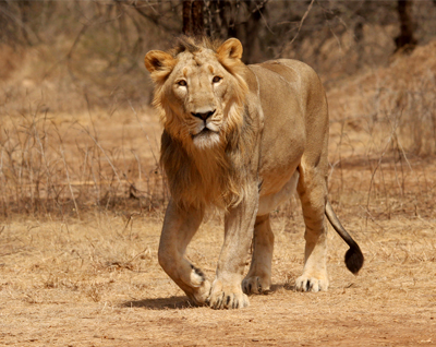 bus safari in gir